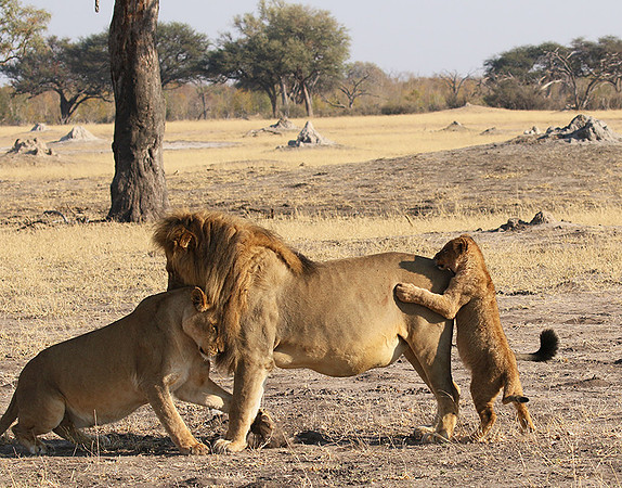 Hwange NP