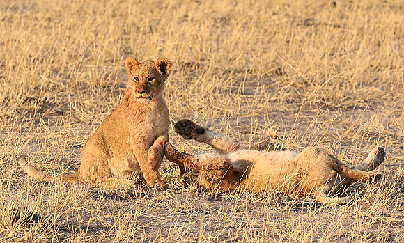 Hwange NP