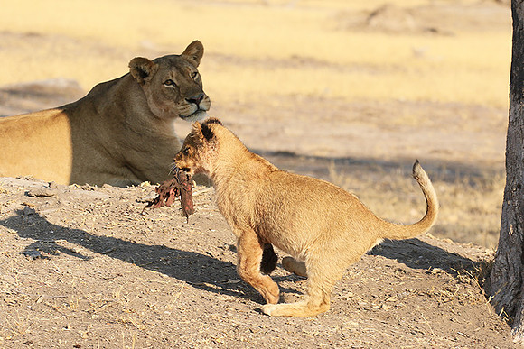 Hwange NP