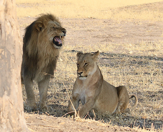 Hwange NP