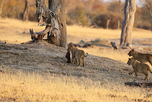 Hwange NP
