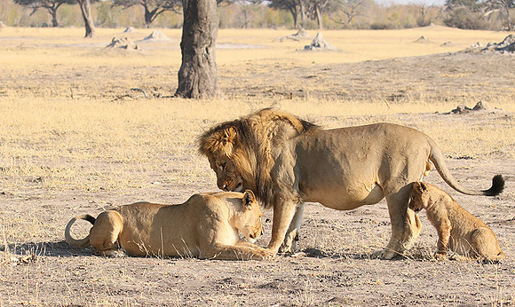 Hwange NP