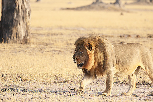 Hwange NP