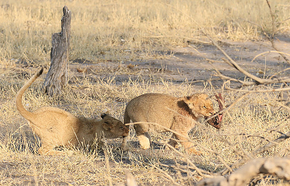 Hwange NP