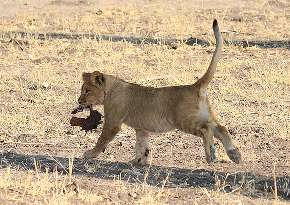 Hwange NP