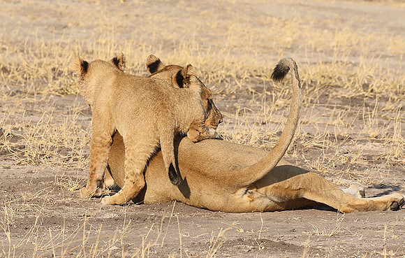 Hwange NP