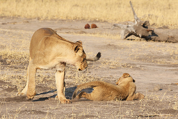 Hwange NP