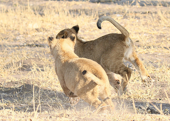 Hwange NP