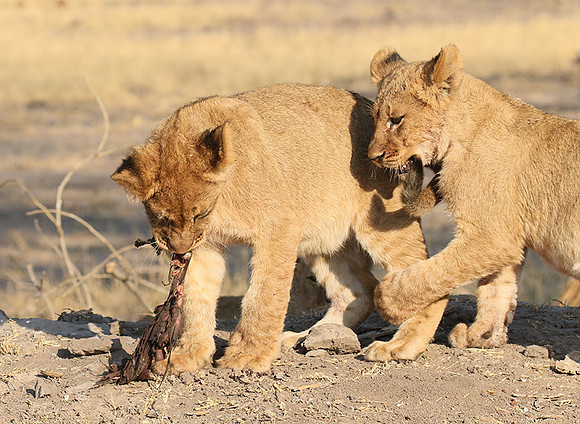 Hwange NP