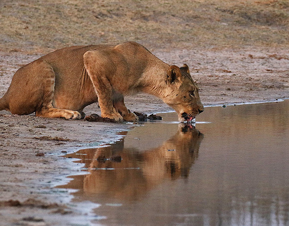 Hwange NP