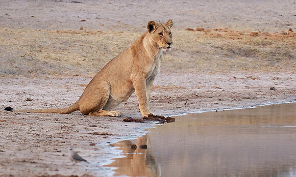 Hwange NP