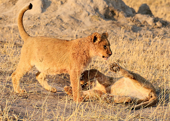 Hwange NP