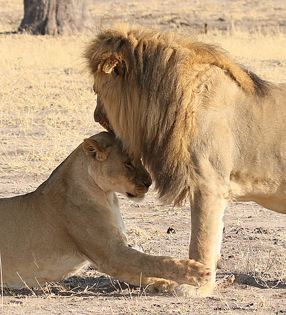 Hwange NP