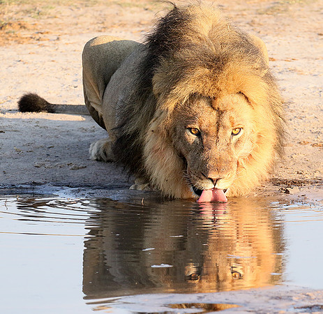 Hwange NP
