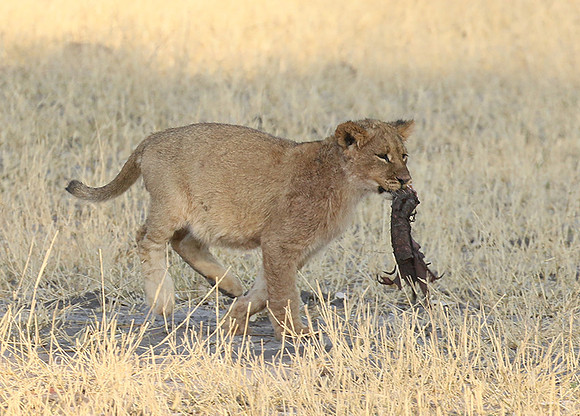 Hwange NP