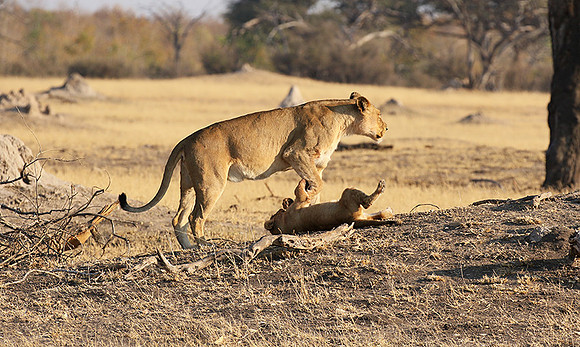 Hwange NP