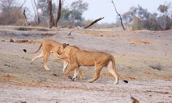 Hwange NP