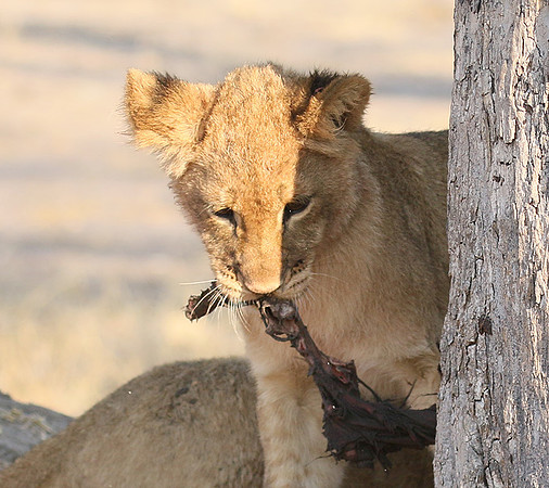 Hwange NP