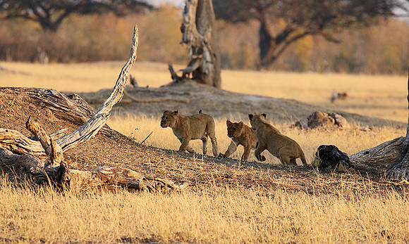 Hwange NP
