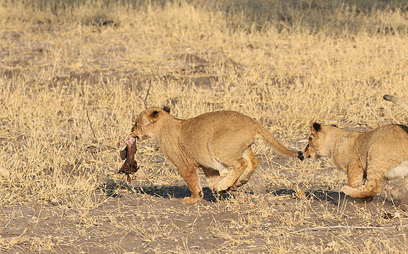 Hwange NP