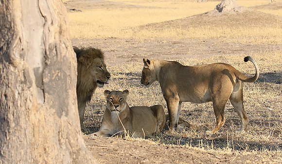 Hwange NP