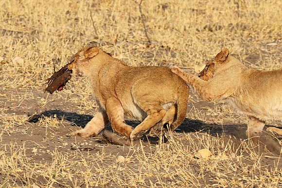 Hwange NP