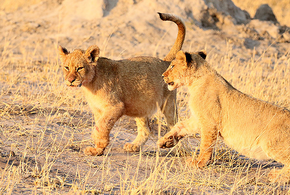 Hwange NP