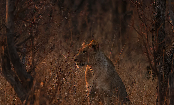 Matetsi private game reserve