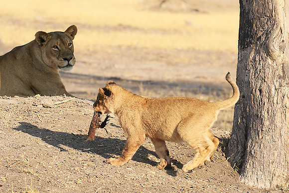 Hwange NP