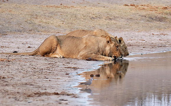 Hwange NP