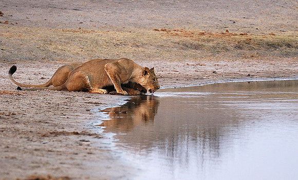 Hwange NP