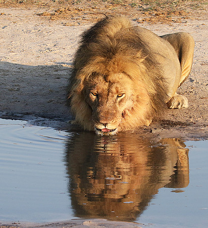 Hwange NP