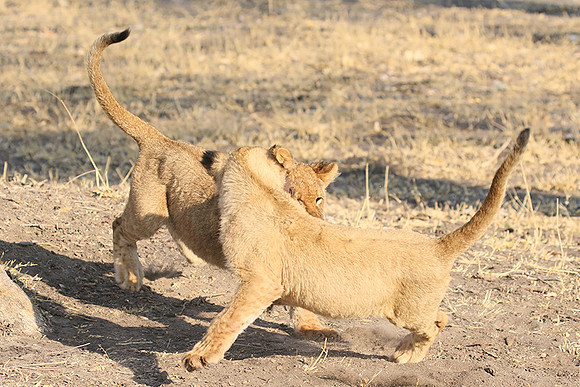 Hwange NP