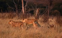 Matetsi private game reserve