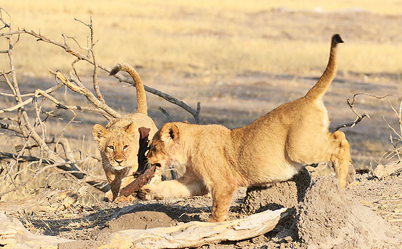 Hwange NP