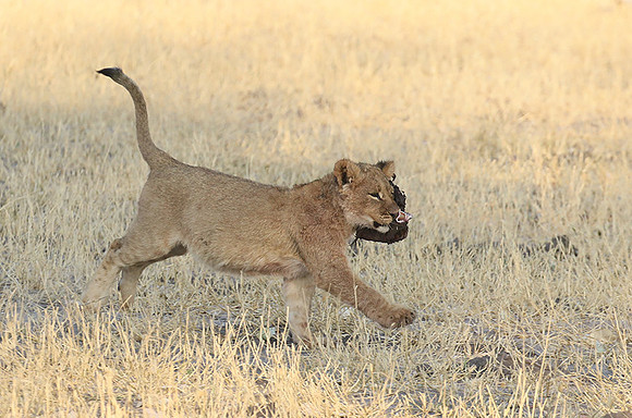 Hwange NP