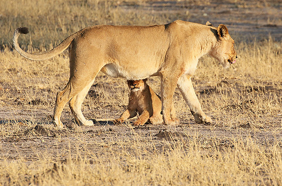 Hwange NP