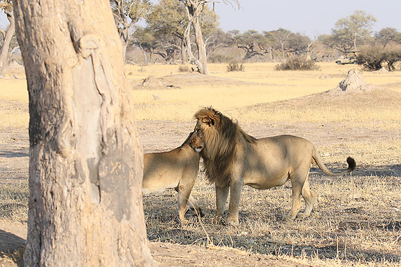 Hwange NP