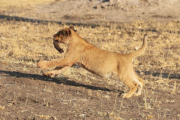 Hwange NP