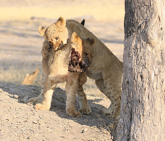 Hwange NP