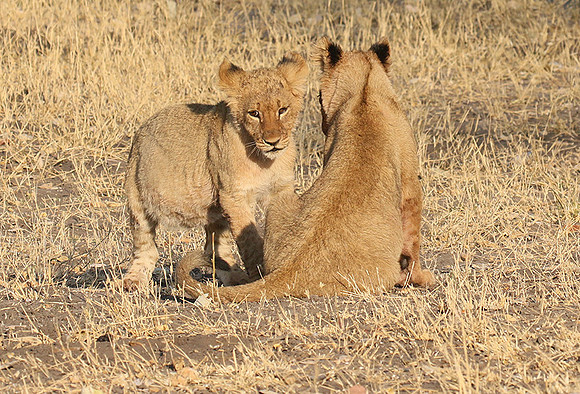 Hwange NP