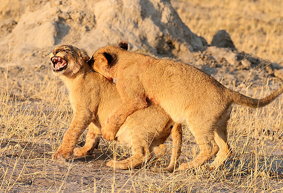 Hwange NP