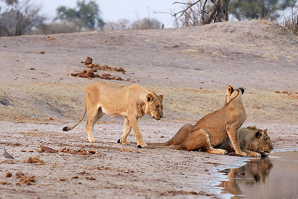Hwange NP