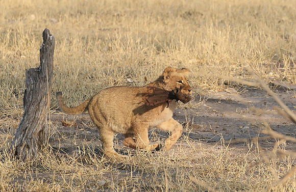 Hwange NP