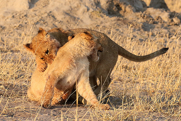 Hwange NP