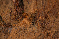 Matetsi private game reserve