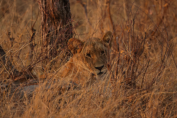 Matetsi private game reserve