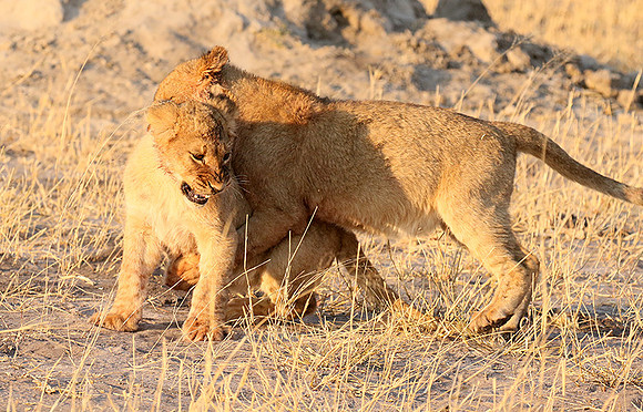 Hwange NP