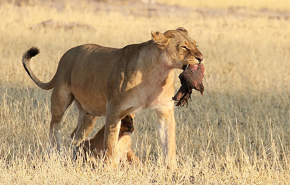 Hwange NP