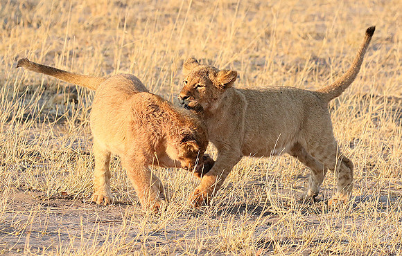 Hwange NP